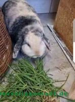 Hettie_1