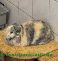 Hettie_3