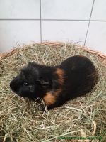Brownie_2