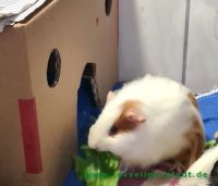Kirby_1