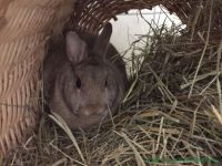 Lotti_und_Kalle_3
