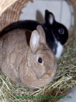 Lotti_und_Kalle_8
