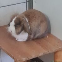 Marco