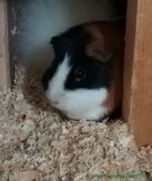 Mariebelle
