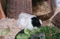 Monty_1