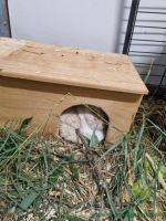 Mops_1