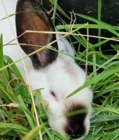 Nelly_1