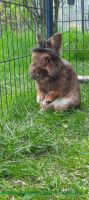 Norbert_1