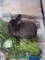 Norbert_3