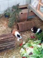 PandaLilli5