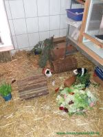 PandaLilli3