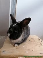 Peanut1