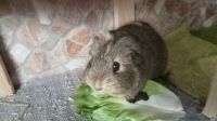 Peppermint_2