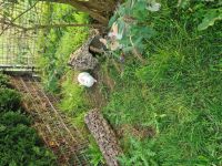 Rabbit_71