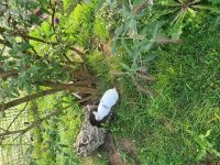 Rabbit_61