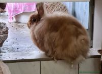 Rosi_2