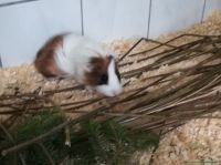 Sleepy_1
