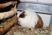 Sleepy_3