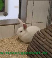 Speedy_2