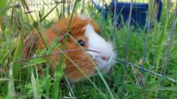 Spike_2