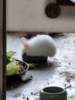 Teddy_1