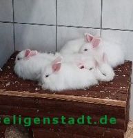 Teddy_3