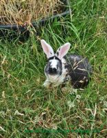 Zorround_Zora_3