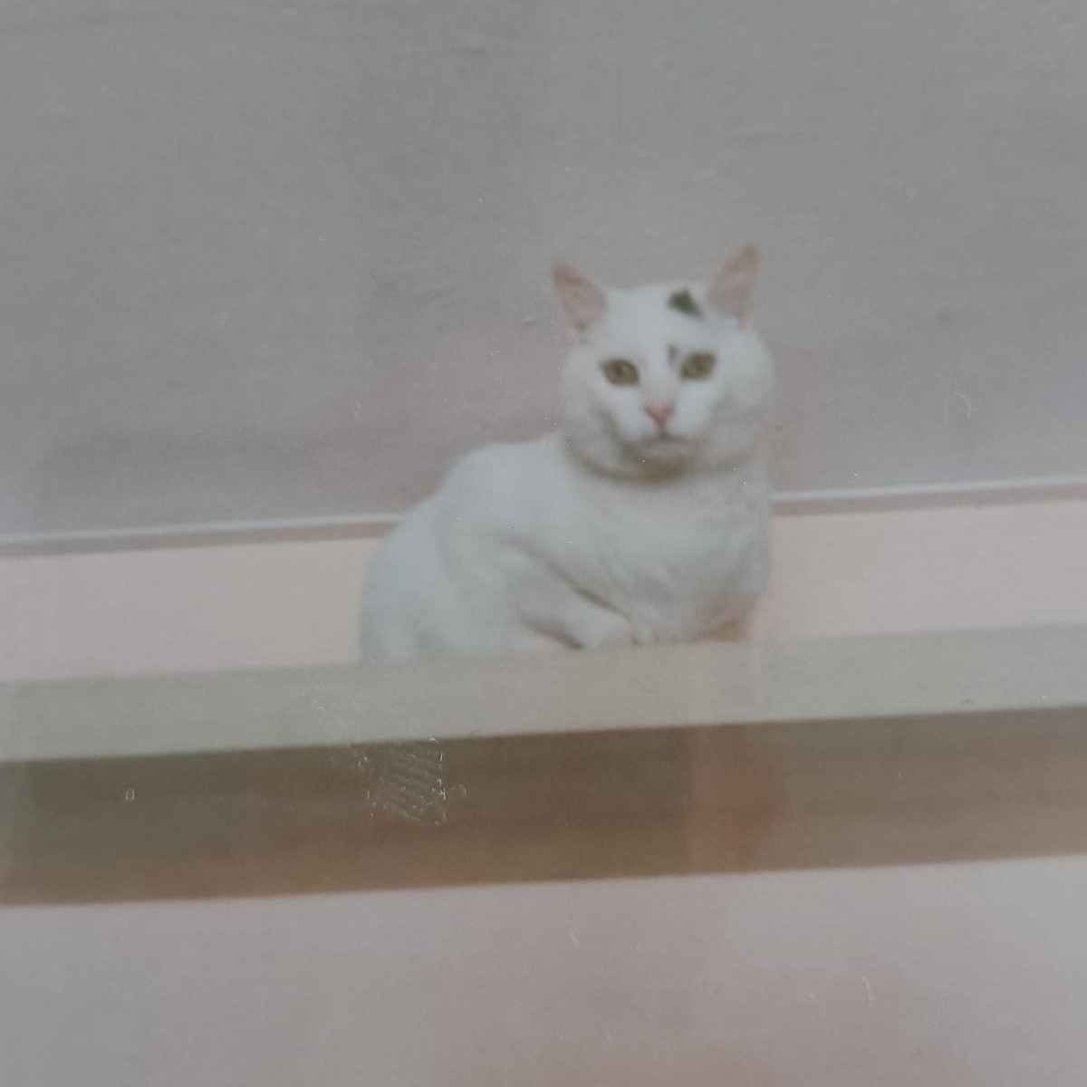 Leo 2