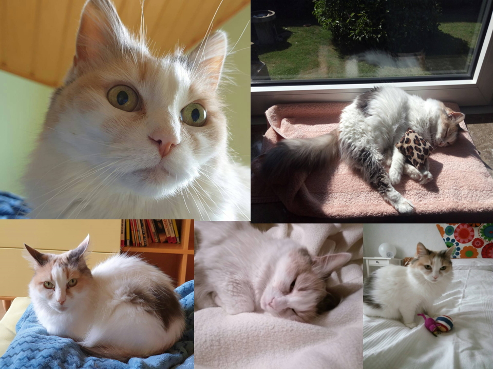 Lisa Collage
