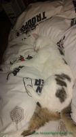 Snoopy_4