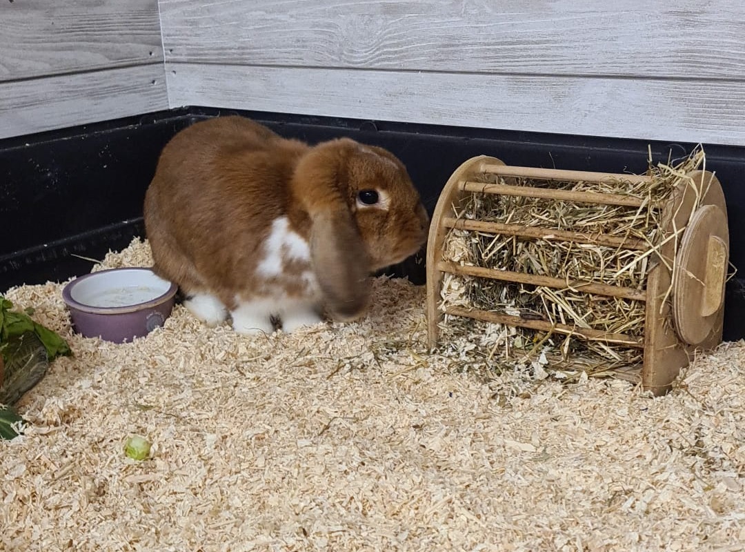 Bo