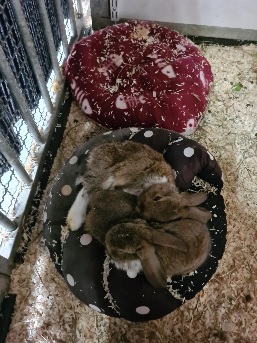 Kuscheln