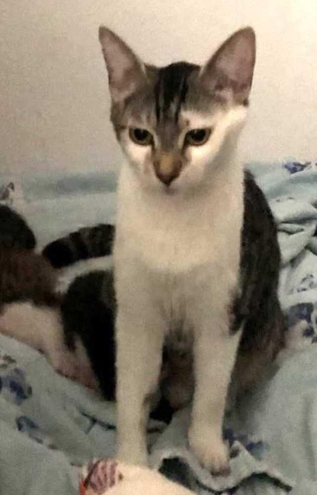 Milly