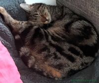 Rocky_4