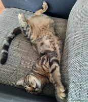 Rocky_3