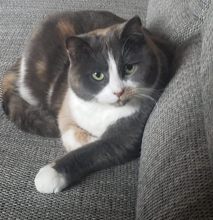 Ronja