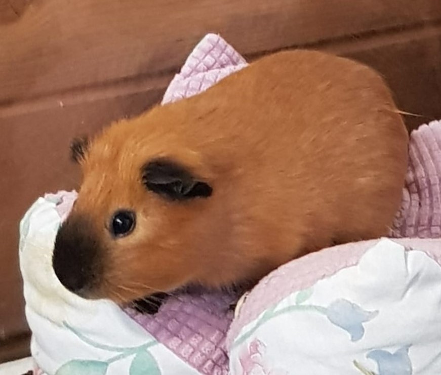 Meerschweinchen